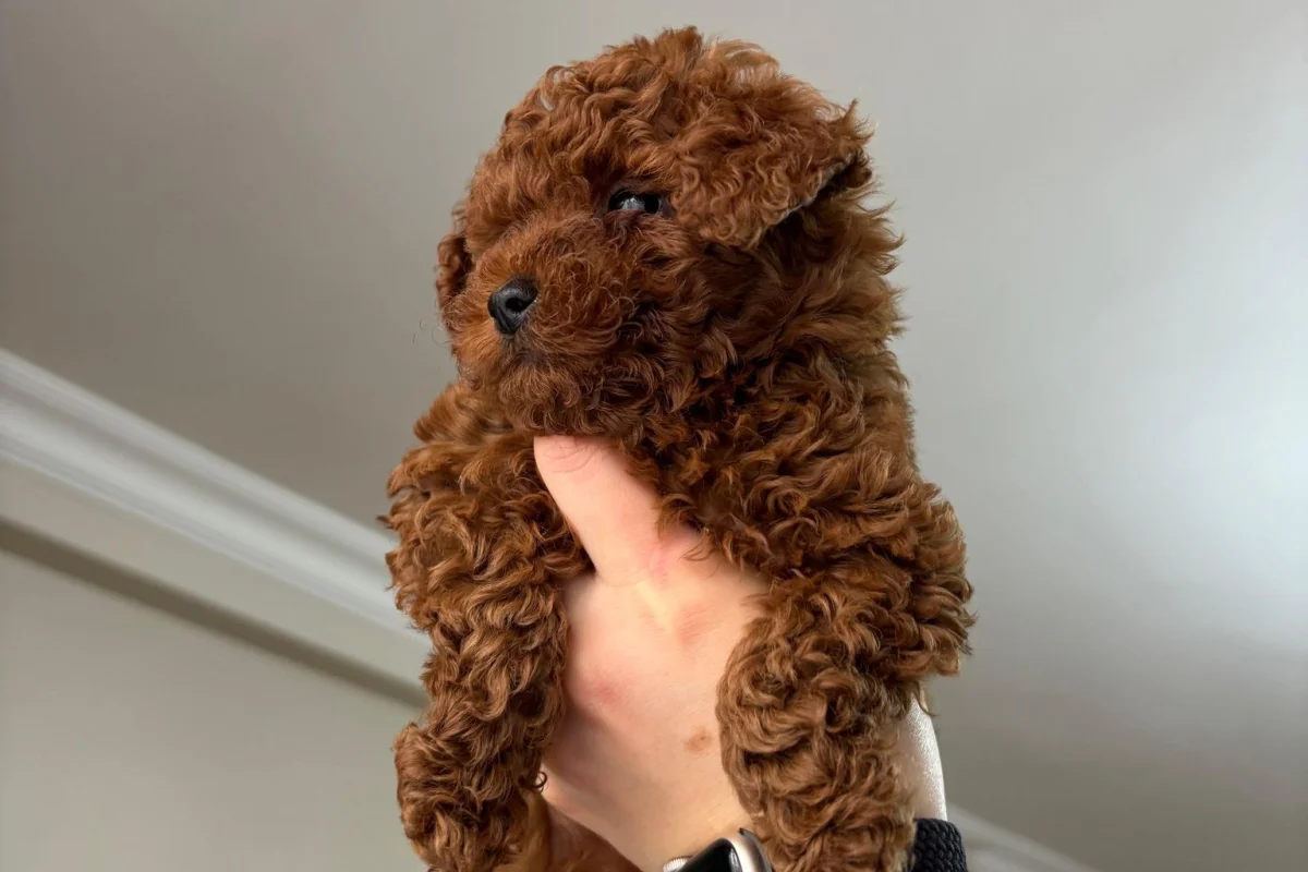 2 aylık poodle 1