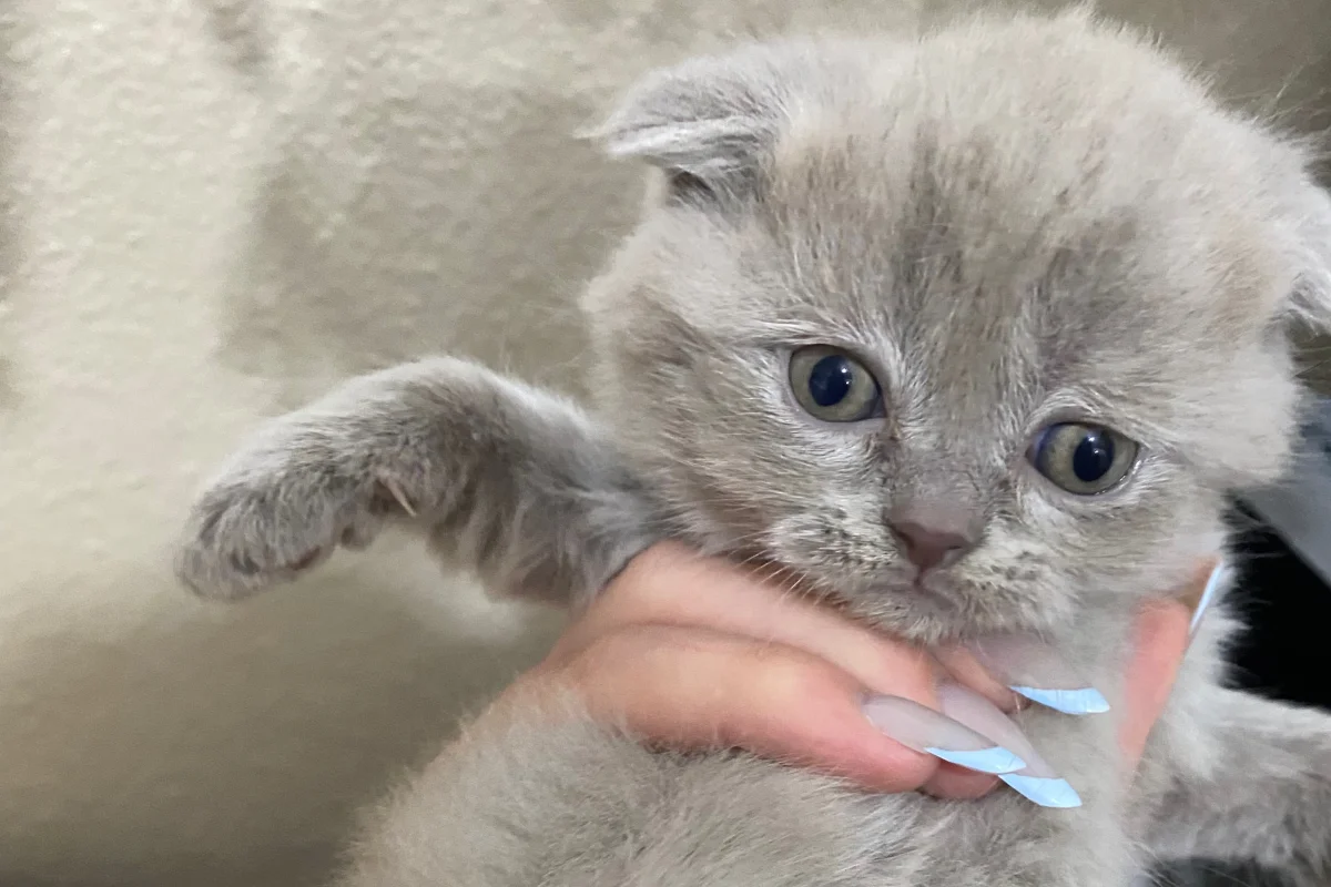 2 Aylık Scottish Fold Lilac 2