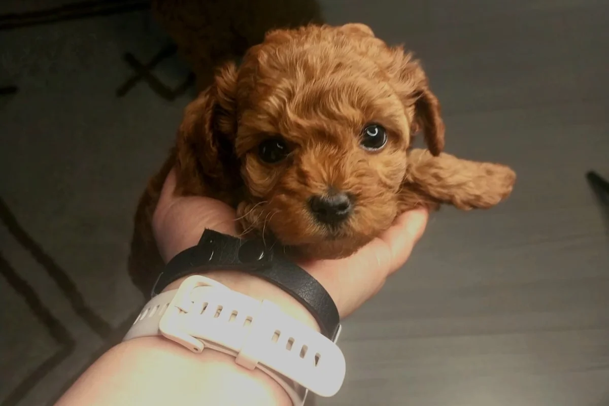 2 Aylık Micro Toy Poodle Safkan 1