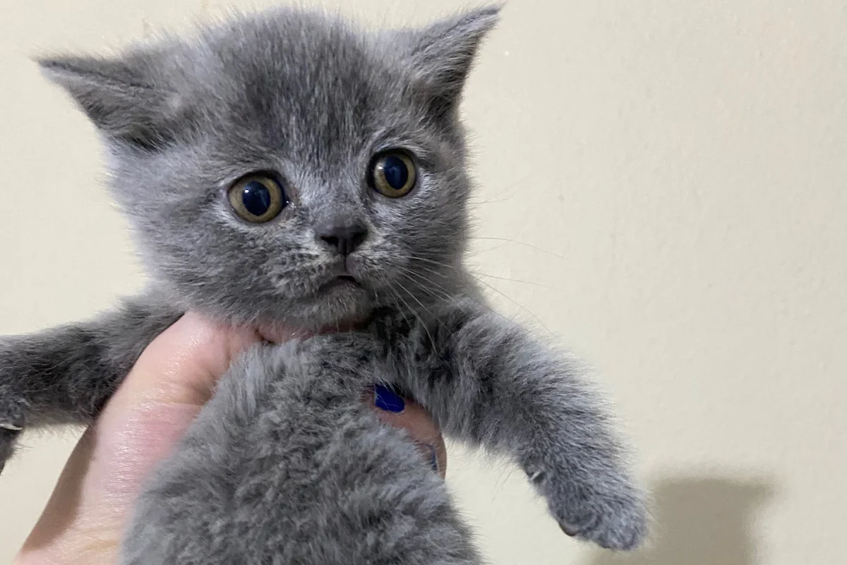 2 Aylık Scottish Fold Lilac 1