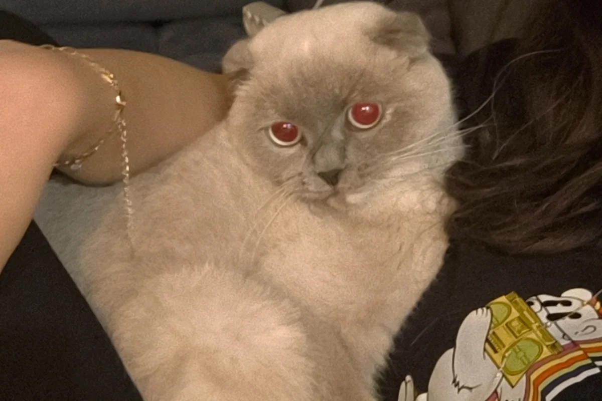 1 yaşında kısır dişi Scottish Fold 2