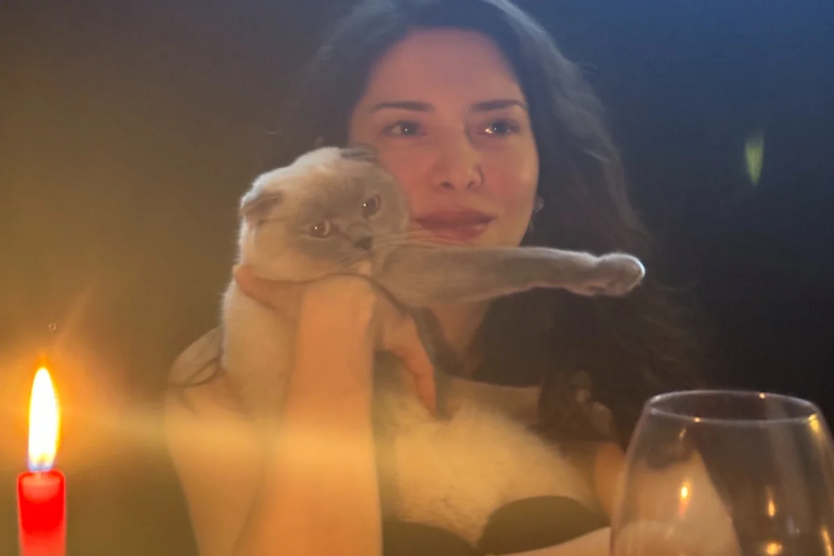 1 yaşında kısır dişi Scottish Fold 7