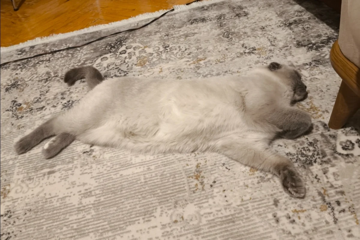 1 yaşında kısır dişi Scottish Fold 8