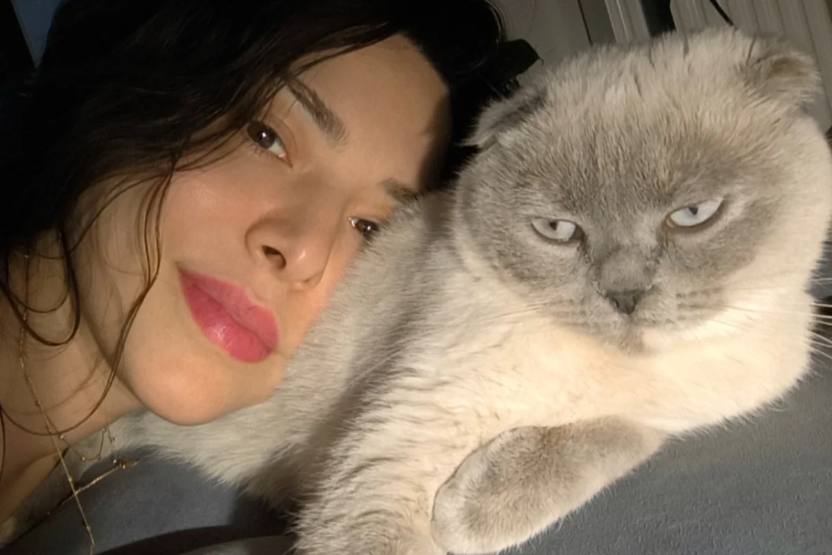 1 yaşında kısır dişi Scottish Fold 5
