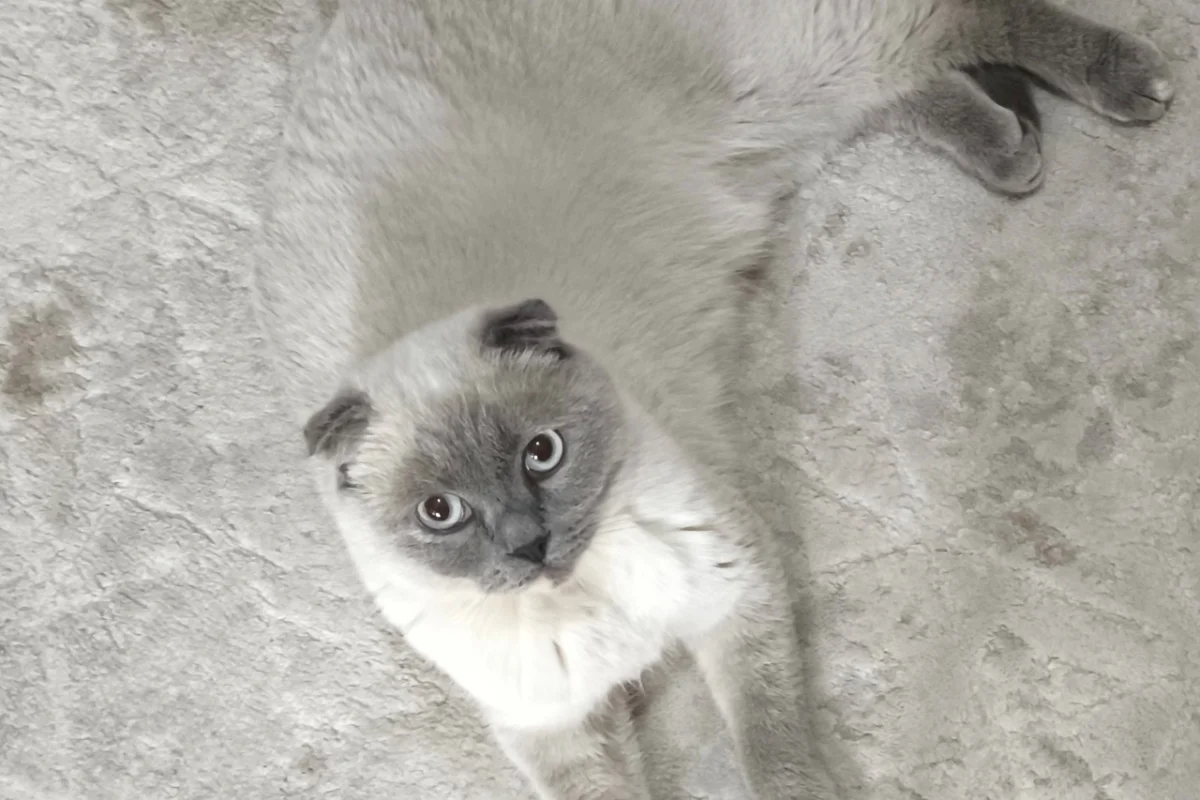 1 yaşında kısır dişi Scottish Fold 1