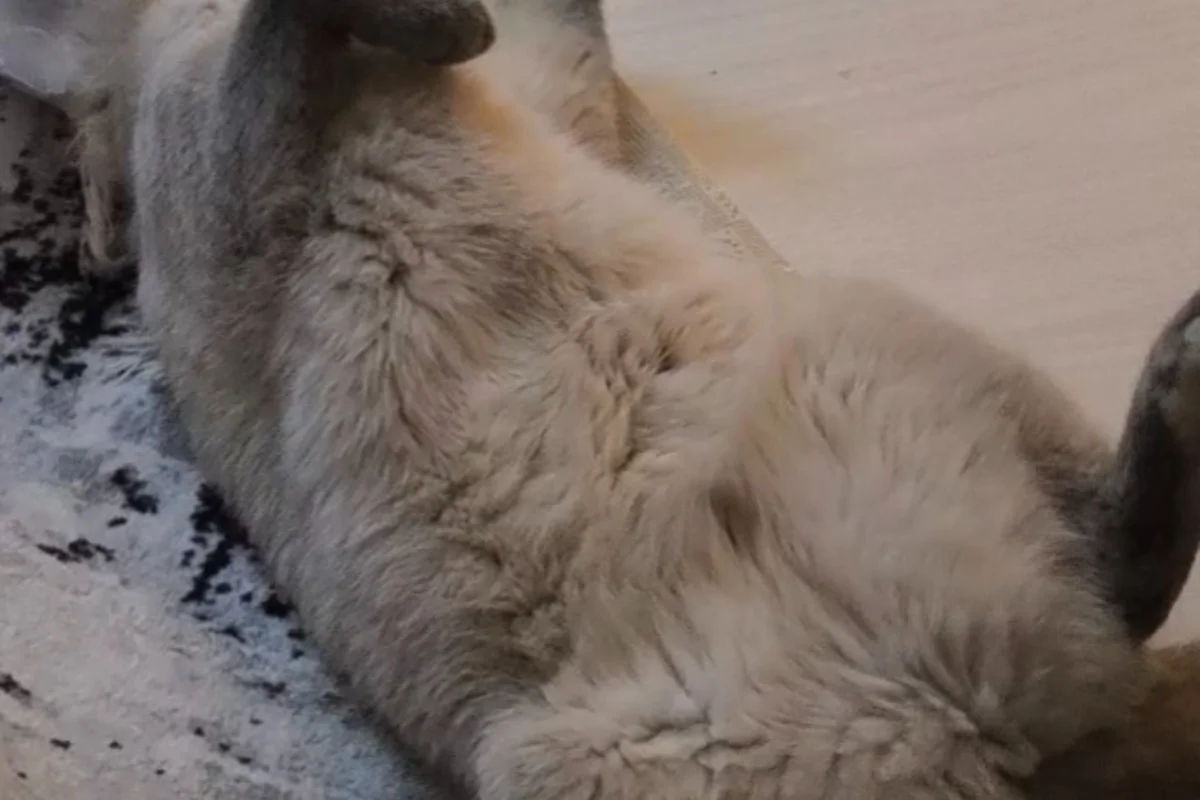 1 yaşında kısır dişi Scottish Fold 6