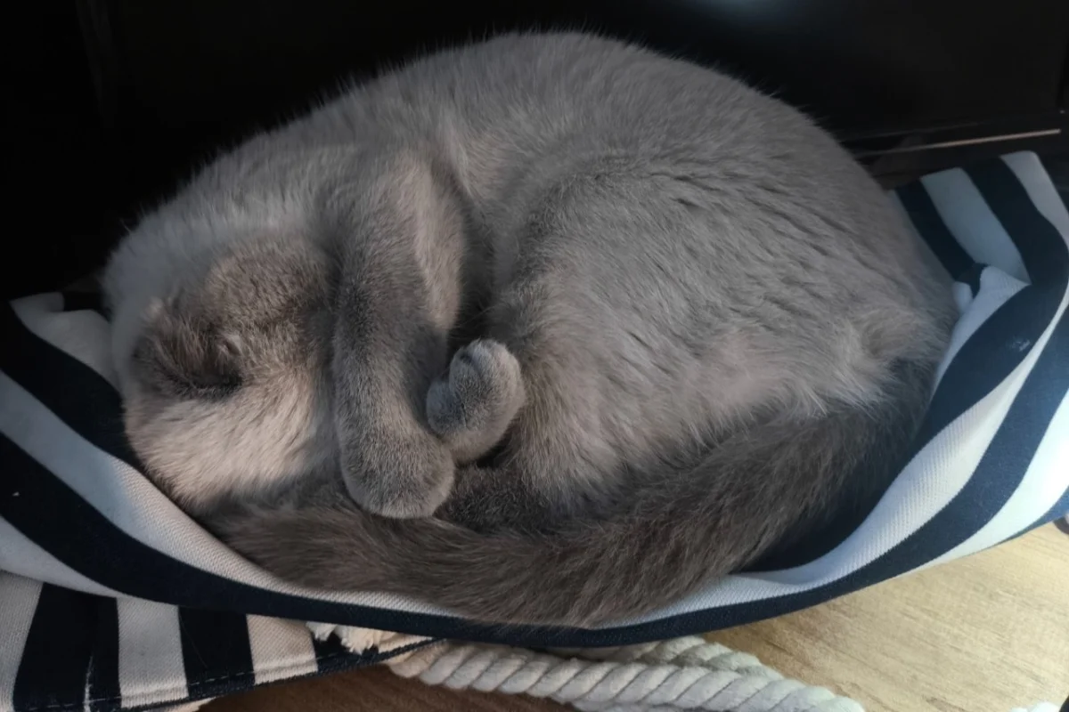 1 yaşında kısır dişi Scottish Fold 3