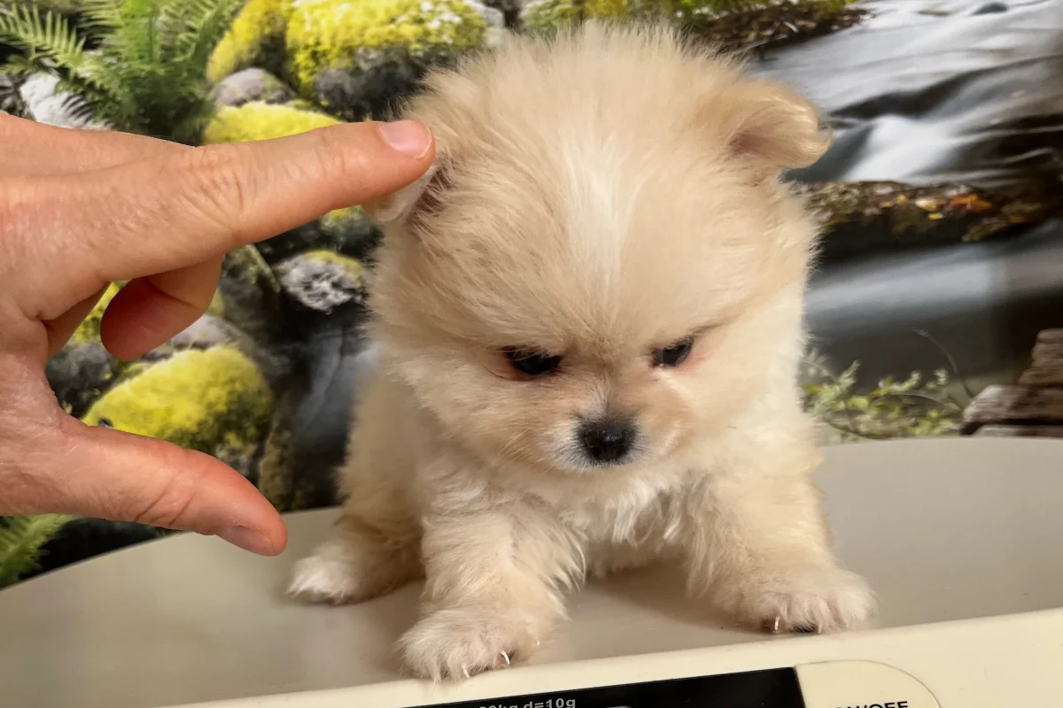 Kredi Kartına Taksitle Kore Kan Pomeranian Boo Yavrusu 1