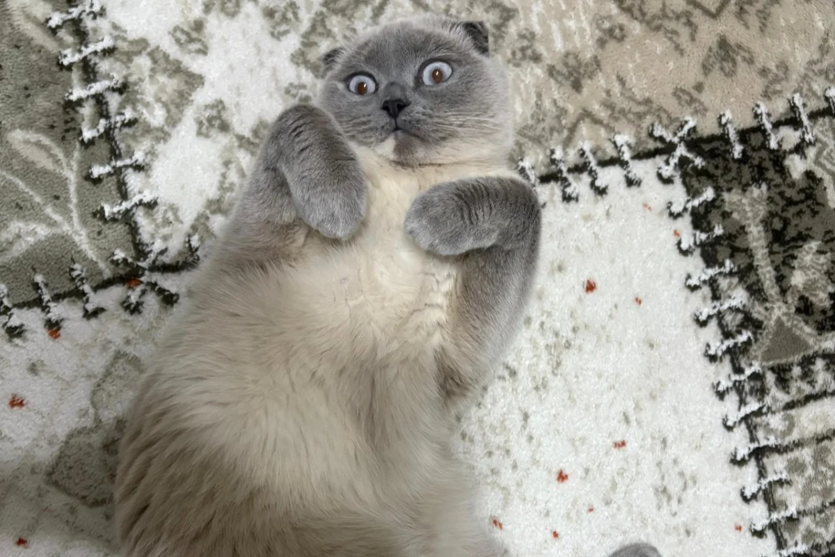 1 yaşında kısır dişi Scottish Fold 4
