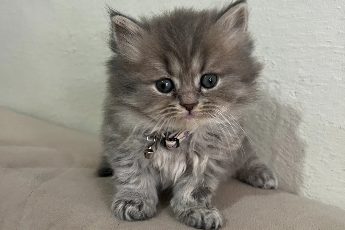 British Longhair Minnaklar 1