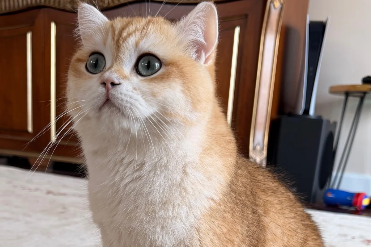 Secereli British golden shorthair NY12 oğlumuza eş arıyoruz 3