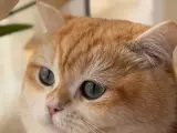 Secereli British golden shorthair NY12 oğlumuza eş arıyoruz