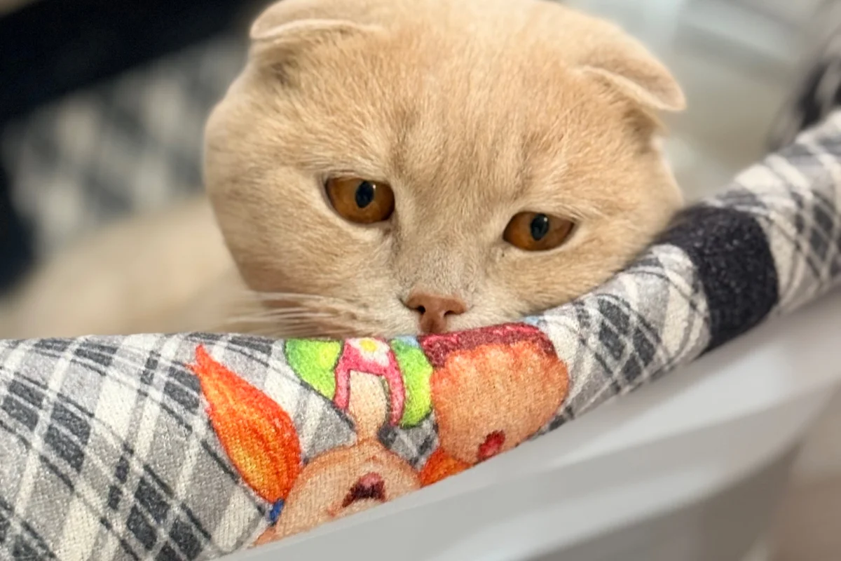 Scottish fold 2 yaşında kısır erkek 1