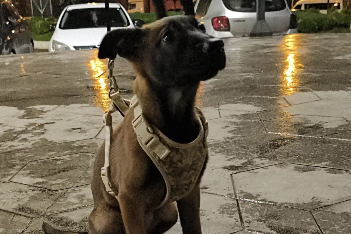 3 aylık dişi Belçika malinois 1