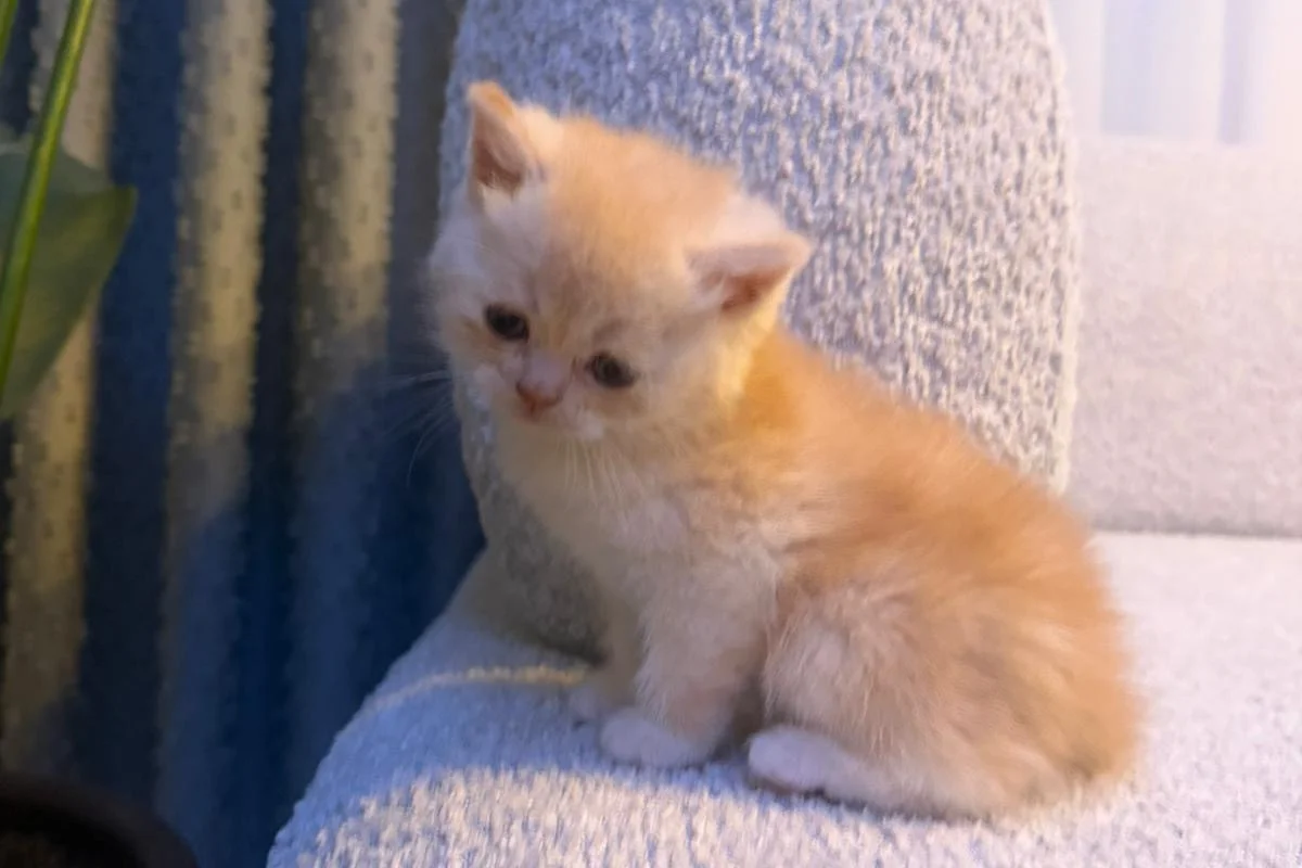 British Shorthair golden 9