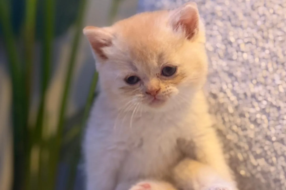 British Shorthair golden 7