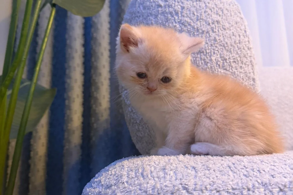 British Shorthair golden 4