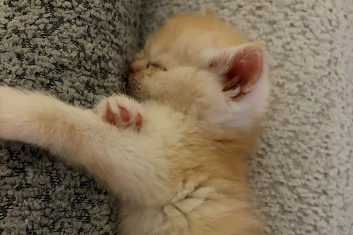 British Shorthair golden 10