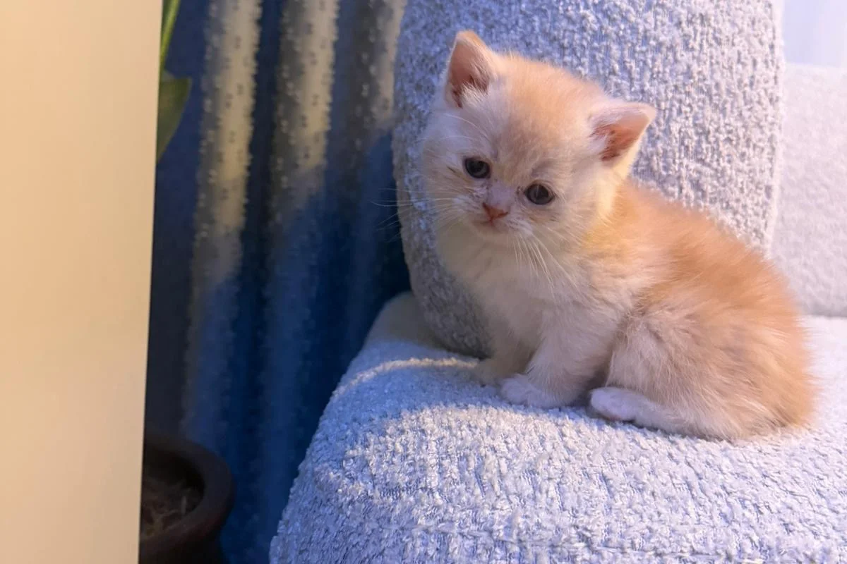 British Shorthair golden 8