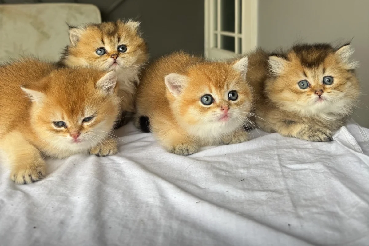 Ny 11 minik patilerimiz yeni sahiplerini bekliyor 5