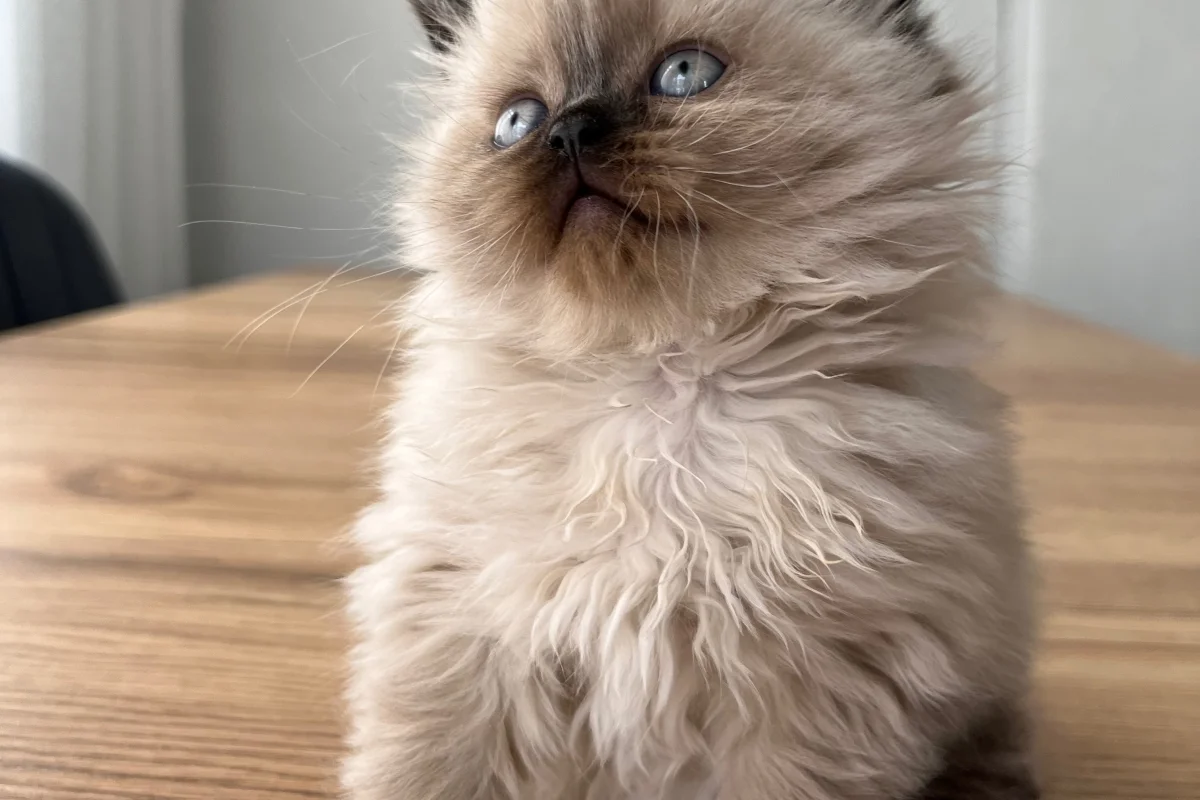 British Longhair Chocolate Point 2