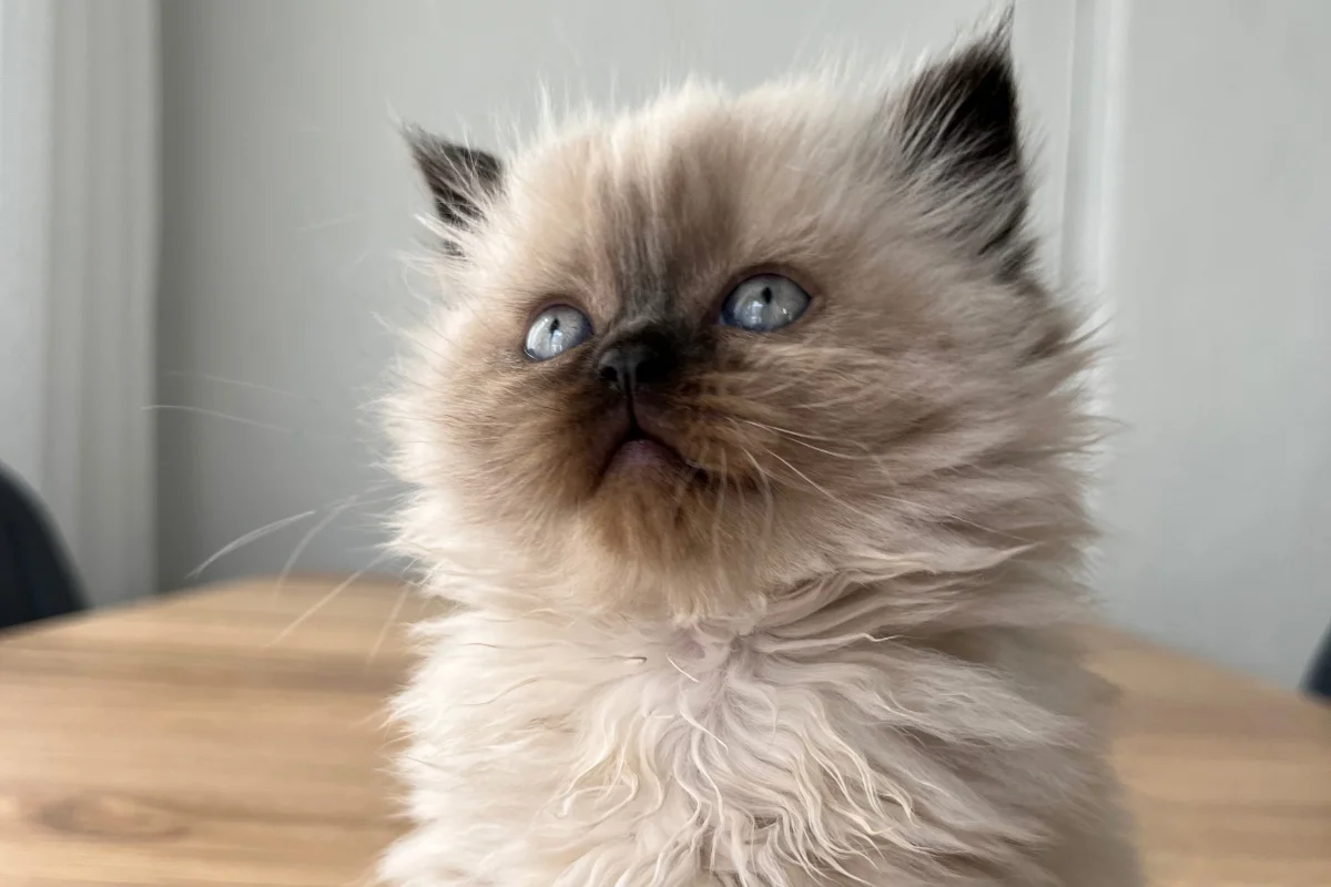 British Longhair Chocolate Point 3