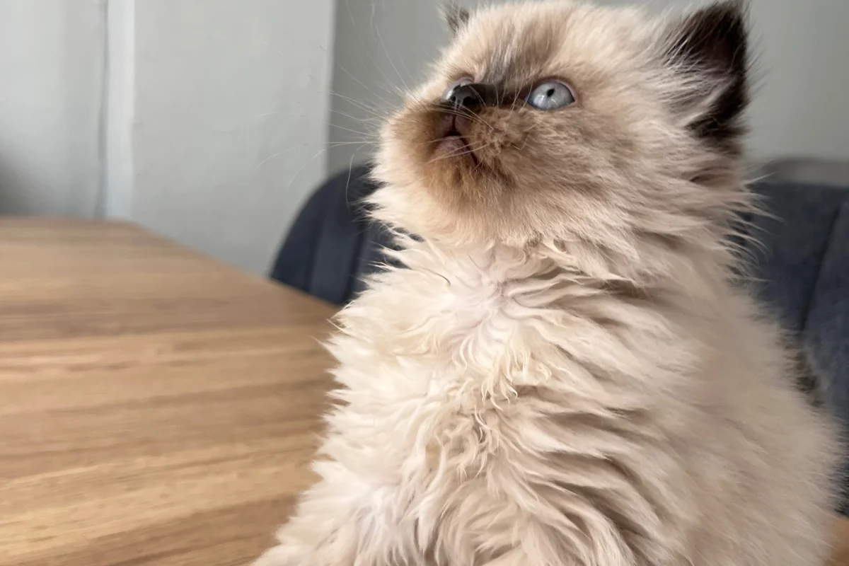 British Longhair Chocolate Point 5
