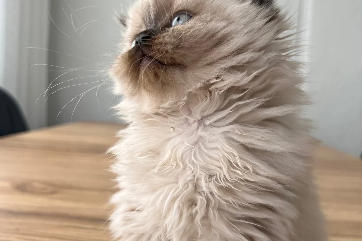 British Longhair Chocolate Point 4