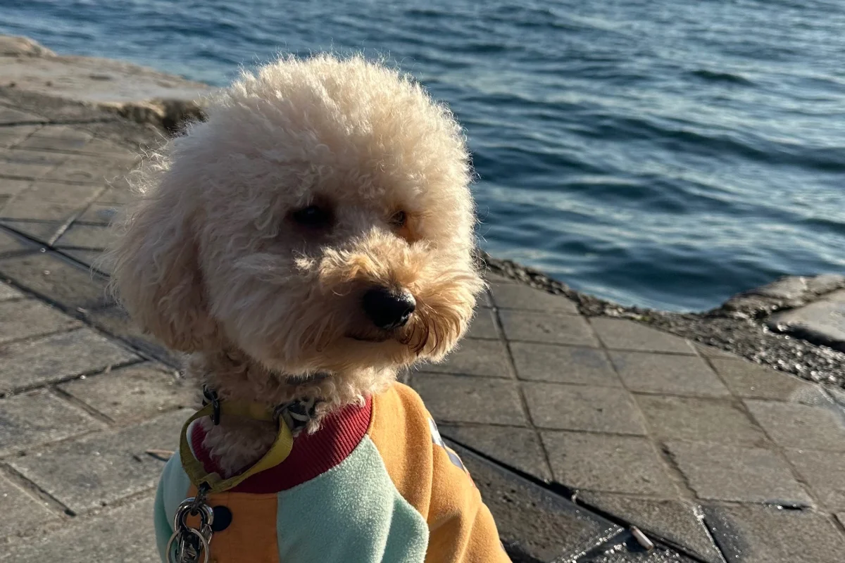 2 yaşında toy poodle erkek 1