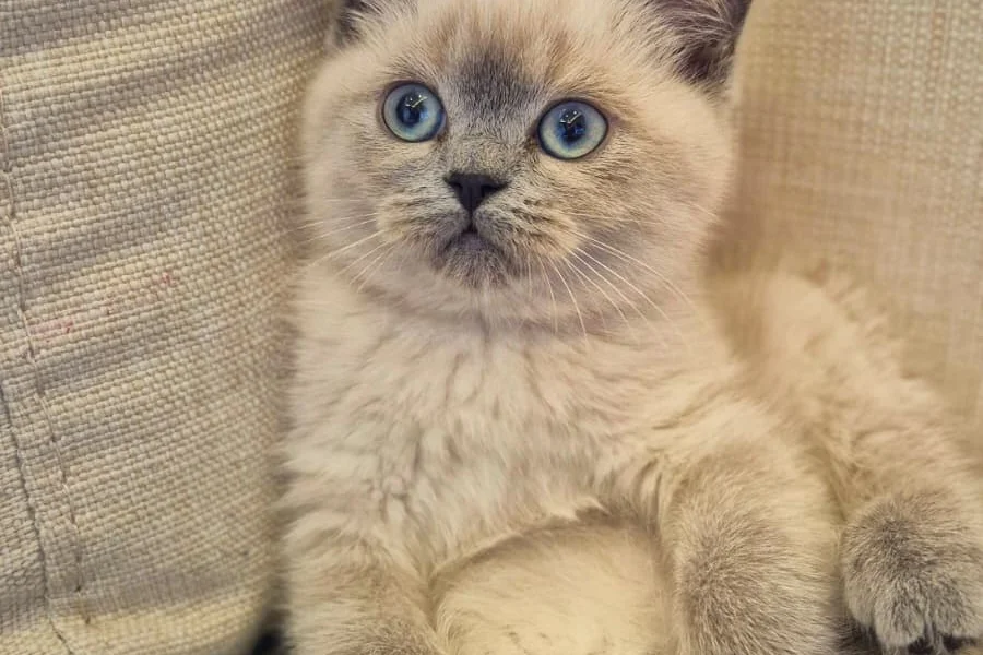 Uysal ve Oyuncu British Shorthair Blue Point Kedi 3