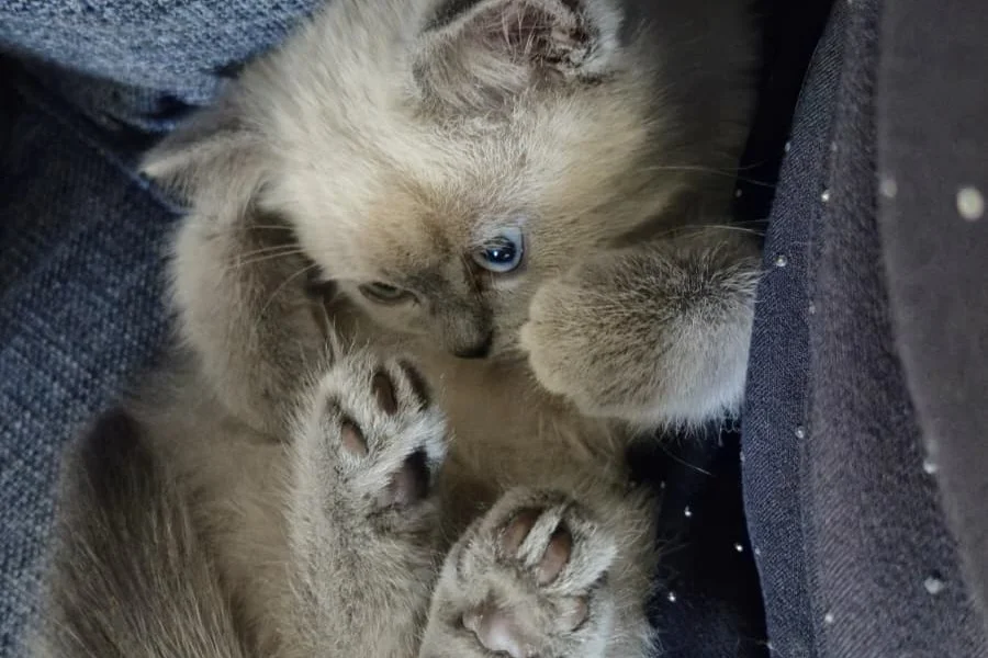 Uysal ve Oyuncu British Shorthair Blue Point Kedi 4