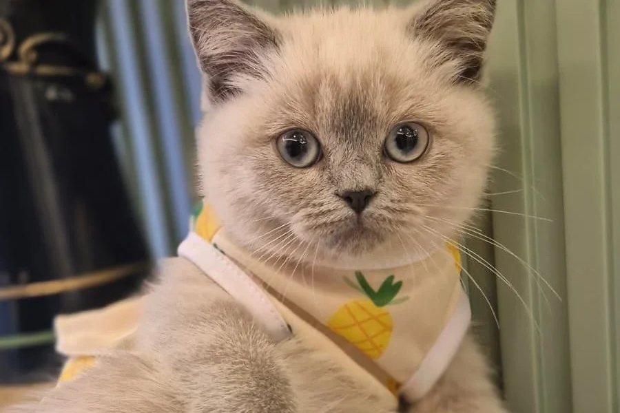 Uysal ve Oyuncu British Shorthair Blue Point Kedi 1
