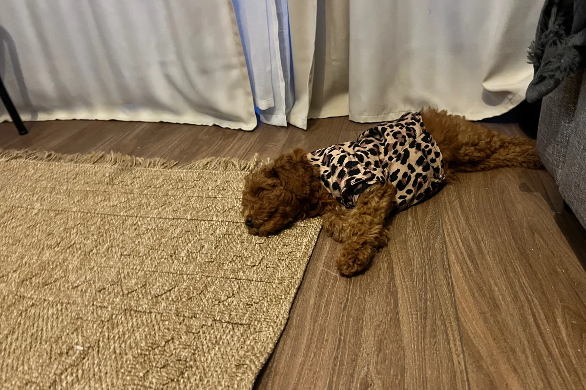 3 Aylık Toy Poodle 1