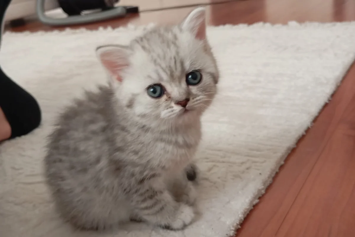 Sevgi yumağı 1