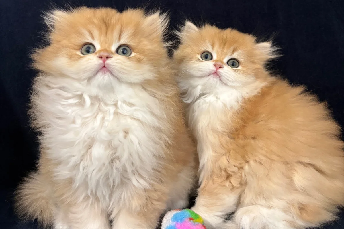 safkan british golden longhair bebekler 3