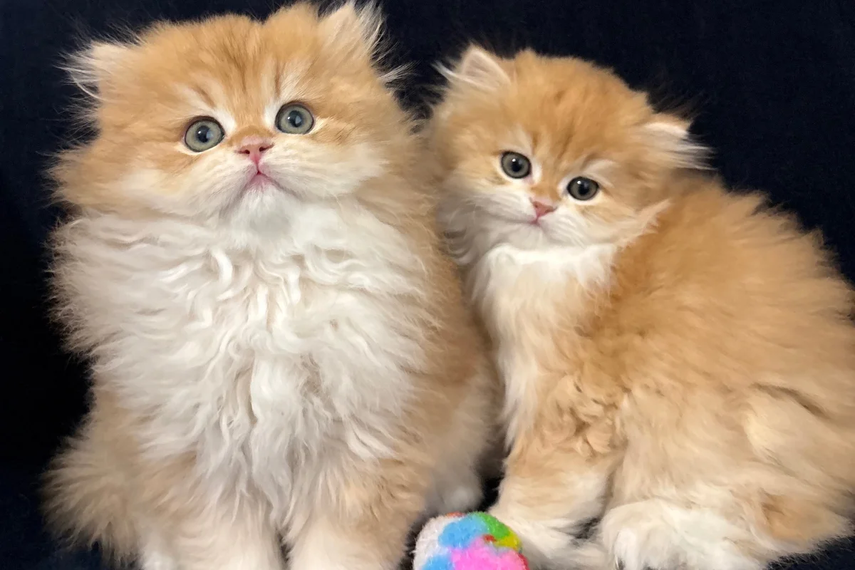 safkan british golden longhair bebekler 2