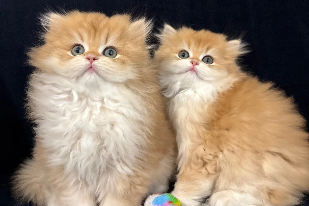 safkan british golden longhair bebekler 1