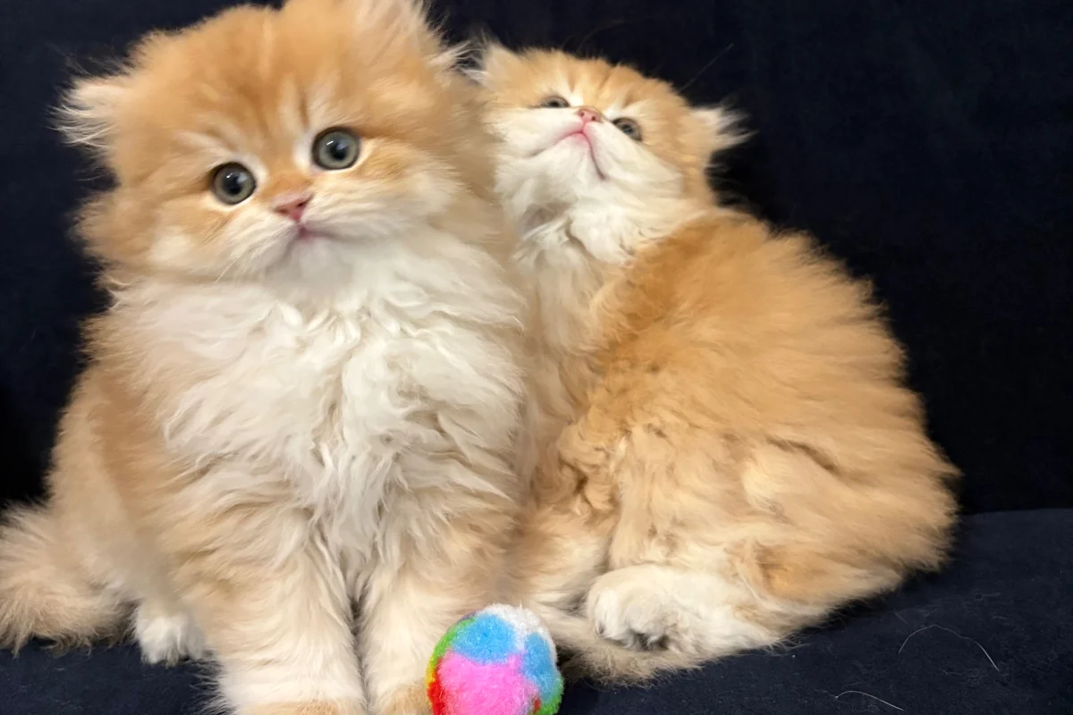 safkan british golden longhair bebekler 4