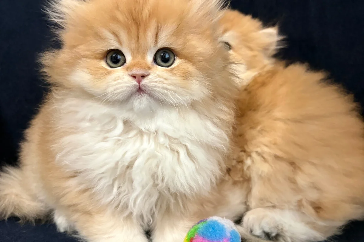 safkan british golden longhair bebekler 6