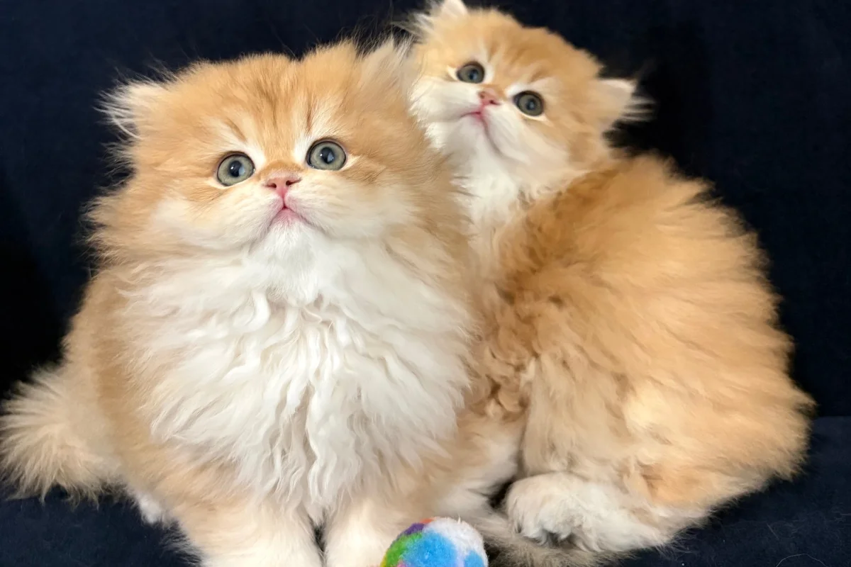 safkan british golden longhair bebekler 5