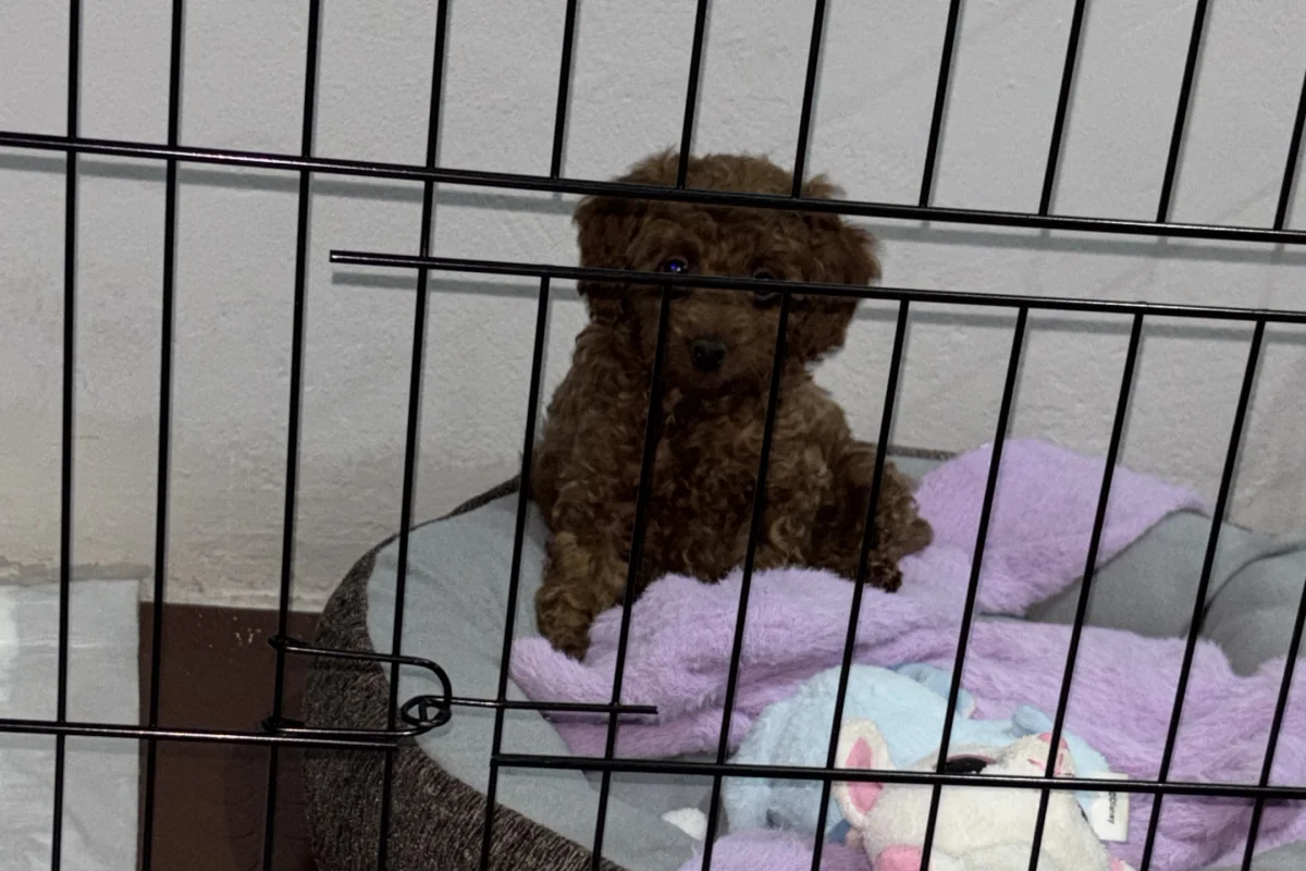TÜY DÖKMEZ  EĞİTİMLİ TOY POODLE 2
