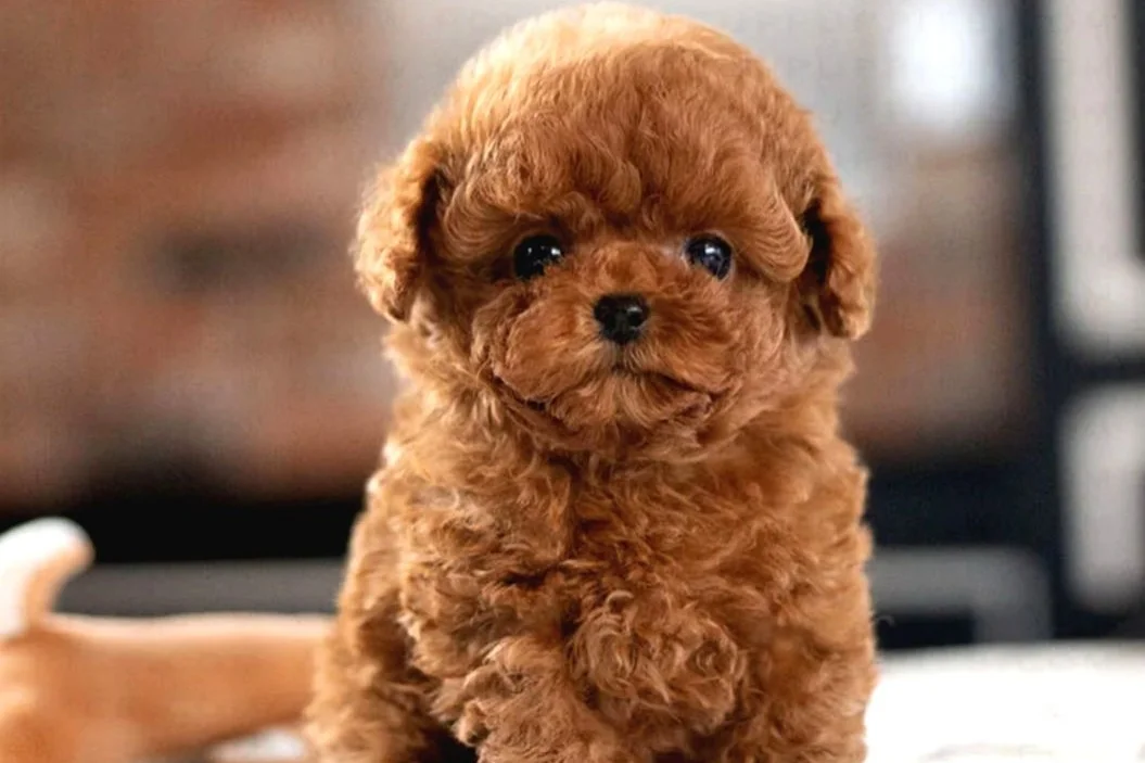 KOREAN TOY POODLE BEBEKLERIMIZ 1