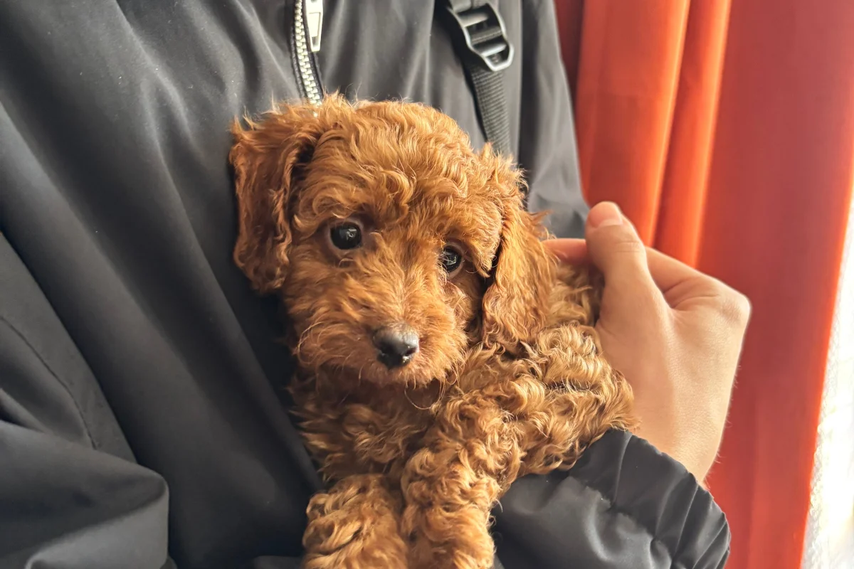TÜY DÖKMEZ  EĞİTİMLİ TOY POODLE 1