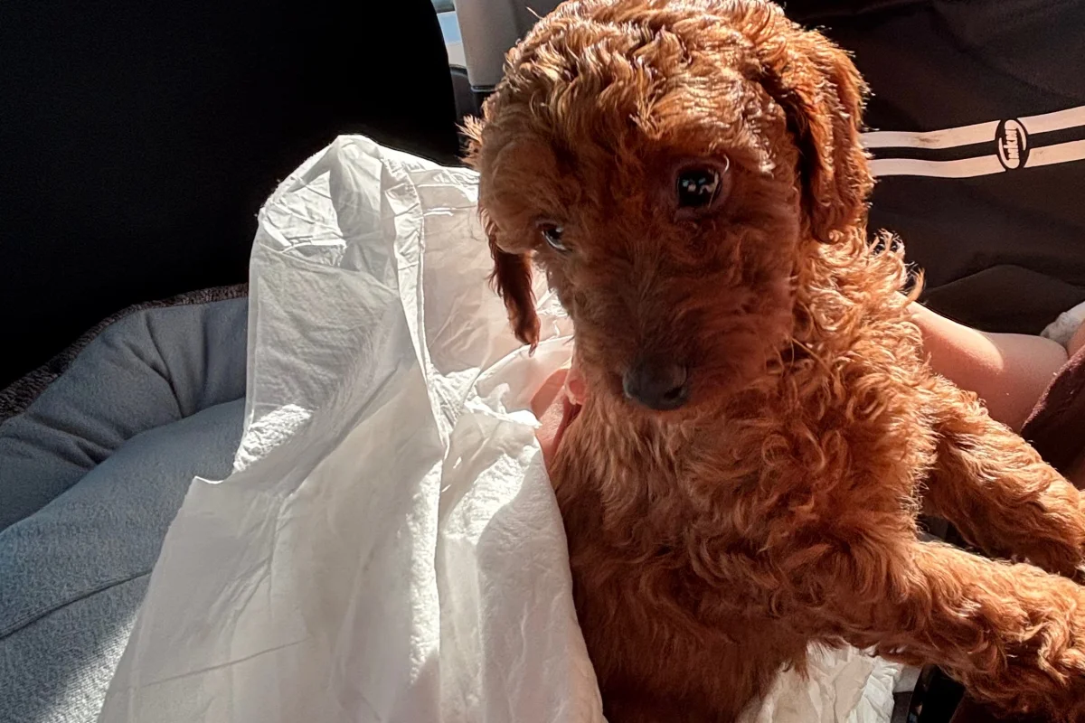 TÜY DÖKMEZ  EĞİTİMLİ TOY POODLE 3