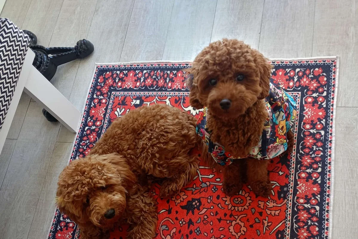 Safkan Kore Kan Poodle Oğlumuza   EŞ Arıyoruz 3