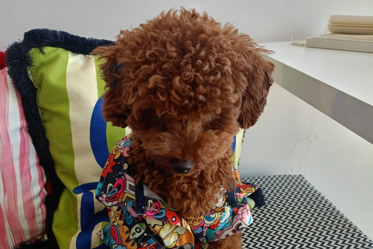 Safkan Kore Kan Poodle Oğlumuza   EŞ Arıyoruz 4
