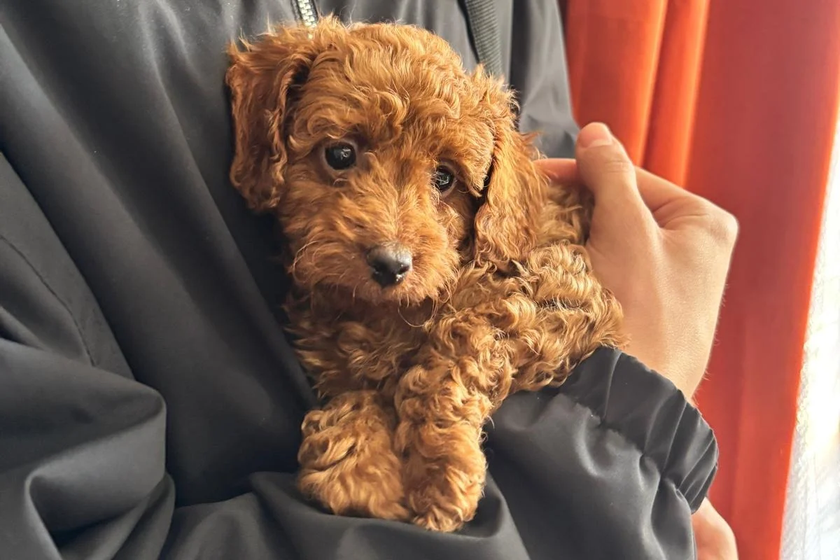 3 aylık toy poodle dişi 3