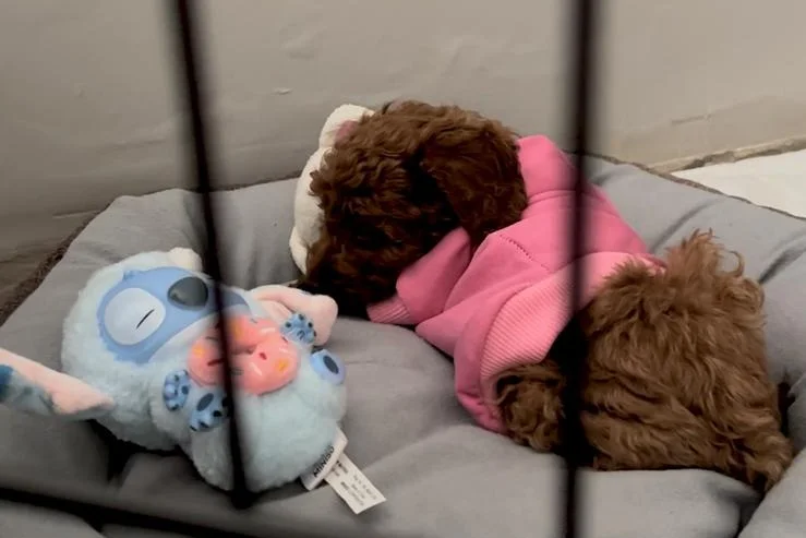 3 aylık toy poodle dişi 1