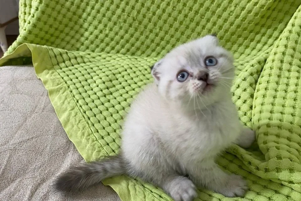 Sevimli minik 2