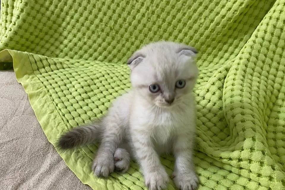 Sevimli minik 1